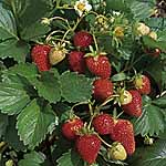 Unbranded Strawberry Sarian F1 Seeds 438894.htm