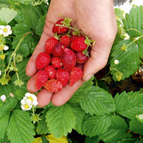 Unbranded Strawberry Seeds - Regina