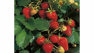 Unbranded Strawberry Seeds - Sarian F1