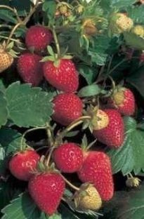 Unbranded Strawberry Super Sweet x 5 young plants