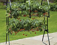 Unbranded Strawberry Table Top