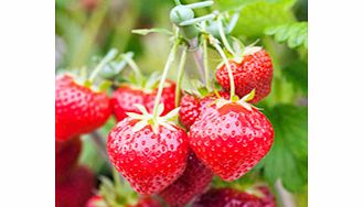Unbranded Strawberry Top Taste Plant Collection