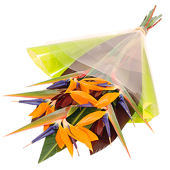 Unbranded Strelitzia Gift Wrap - flowers