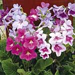 Unbranded Streptocarpus Dragon Mixed F1 Seeds