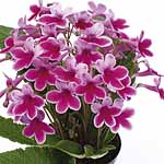 Unbranded Streptocarpus Favourites Collection 464841.htm