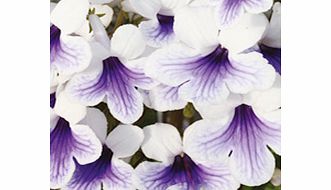 Unbranded Streptocarpus Plant - Crystal Ice