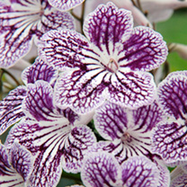 Unbranded Streptocarpus Plant - Polka Dot Purple