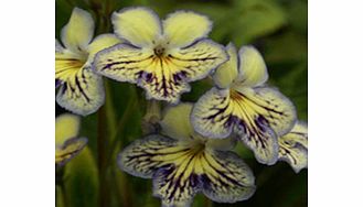 Unbranded Streptocarpus Plant - Seren