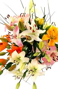Unbranded Stunning Pure and Simple Mixed Lilies