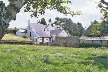 Unbranded Sugars Patch