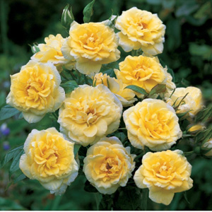 Unbranded Summertime - Climbing Rose **AUTUMN PRE ORDER
