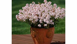 Unbranded Sundiascia Plants - Sakura Pink