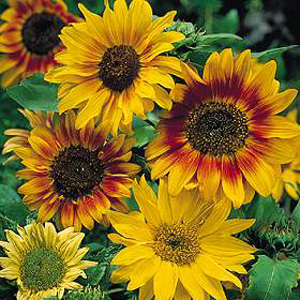 Unbranded Sunflower Autumn Time Seeds