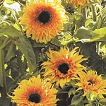 Unbranded Sunflower Baby Bear Seeds