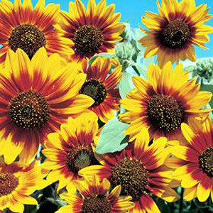 Unbranded Sunflower Bicentenary Seeds