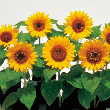 Unbranded Sunflower Big Smile Seeds (Helianthus) Average