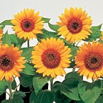 Sunflower Big Smile Seeds
