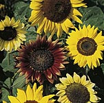 Unbranded Sunflower Cutting Mixed Seeds 426117.htm