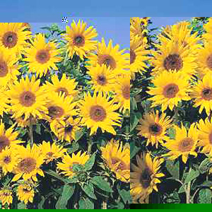 Unbranded Sunflower Dwarf Yellow Spray Seeds