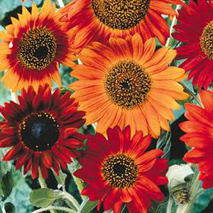 Unbranded Sunflower Earth Walker Seeds