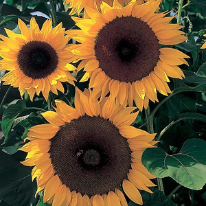 Unbranded Sunflower Full Sun F1 Seeds