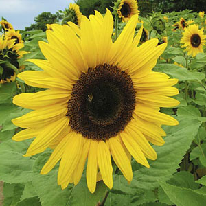 Sunflower Giant Yellow Seeds