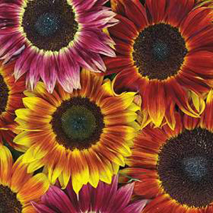 Unbranded Sunflower Harlequin Mix F1 Seeds