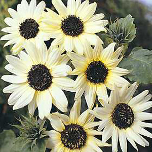 Unbranded Sunflower Italian White Seeds