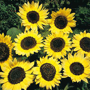 Unbranded Sunflower Lemon Queen Seeds