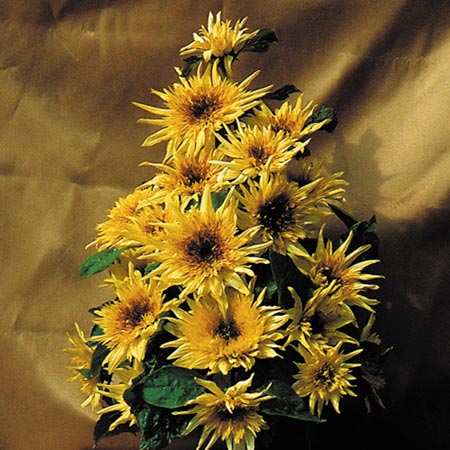 Unbranded Sunflower Lemonade F1 Seeds (Helianthus) 20 Seeds