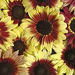 Unbranded Sunflower Magic Roundabout F1 Seeds 417670.htm