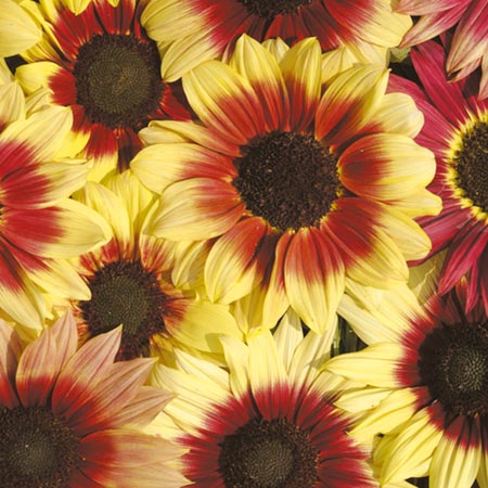 Unbranded Sunflower Magic Roundabout F1 Seeds (Helianthus)