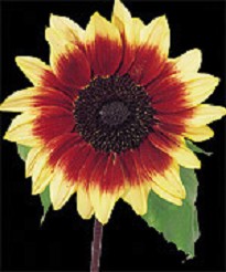 Grow your very own Sunflowers from seed. Pollen free. Creamy lemon and dark red petals with dark cen