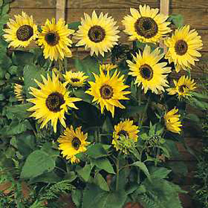 Unbranded Sunflower Moonwalker Seeds