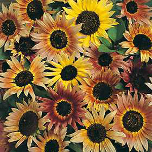Unbranded Sunflower Pastiche Seeds