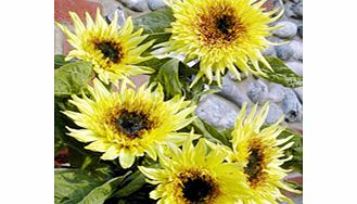 Unbranded Sunflower Plants - F1 Lemon Eclair