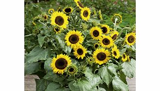 Unbranded Sunflower Plants - Waooh!