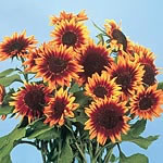 Unbranded Sunflower Ring of Fire Seeds 426113.htm