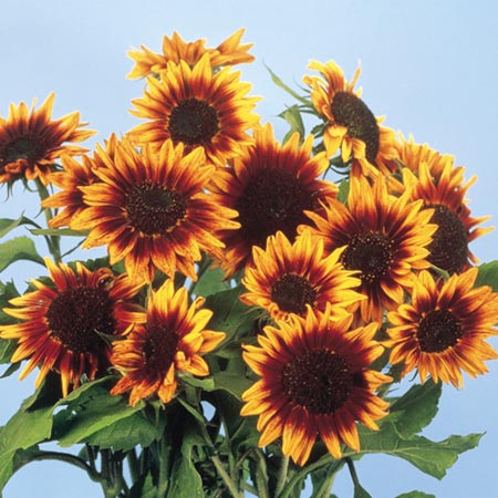 Unbranded Sunflower Ring of Fire Seeds Average Seeds 50
