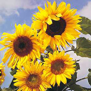 Unbranded Sunflower Russian Giant Childrens Seeds