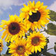 Unbranded Sunflower Russian Seeds