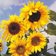 Unbranded Sunflower Russian Seeds