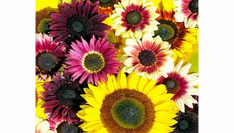 Unbranded Sunflower Seeds - Summer Long Mixed