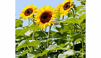 Unbranded Sunflower Seeds - Titan