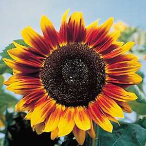Unbranded Sunflower Solar Eclipse Seeds