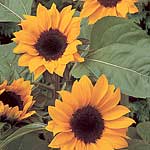 The wondrous golden yellow flowers of this variety are at a height where you can really appreciate t