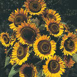 Unbranded Sunflower Taiyo Seeds