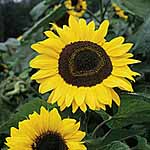 Unbranded Sunflower Tall Single Seeds 417581.htm