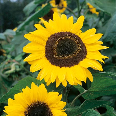 Unbranded Sunflower Tall Single Seeds (Helianthus) Average