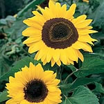 Unbranded Sunflower Tall Single Seeds
